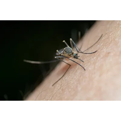 Artemisinin Combination Therapy with Doxycycline: What It Is and Why It’s Essential for Malaria Treatment