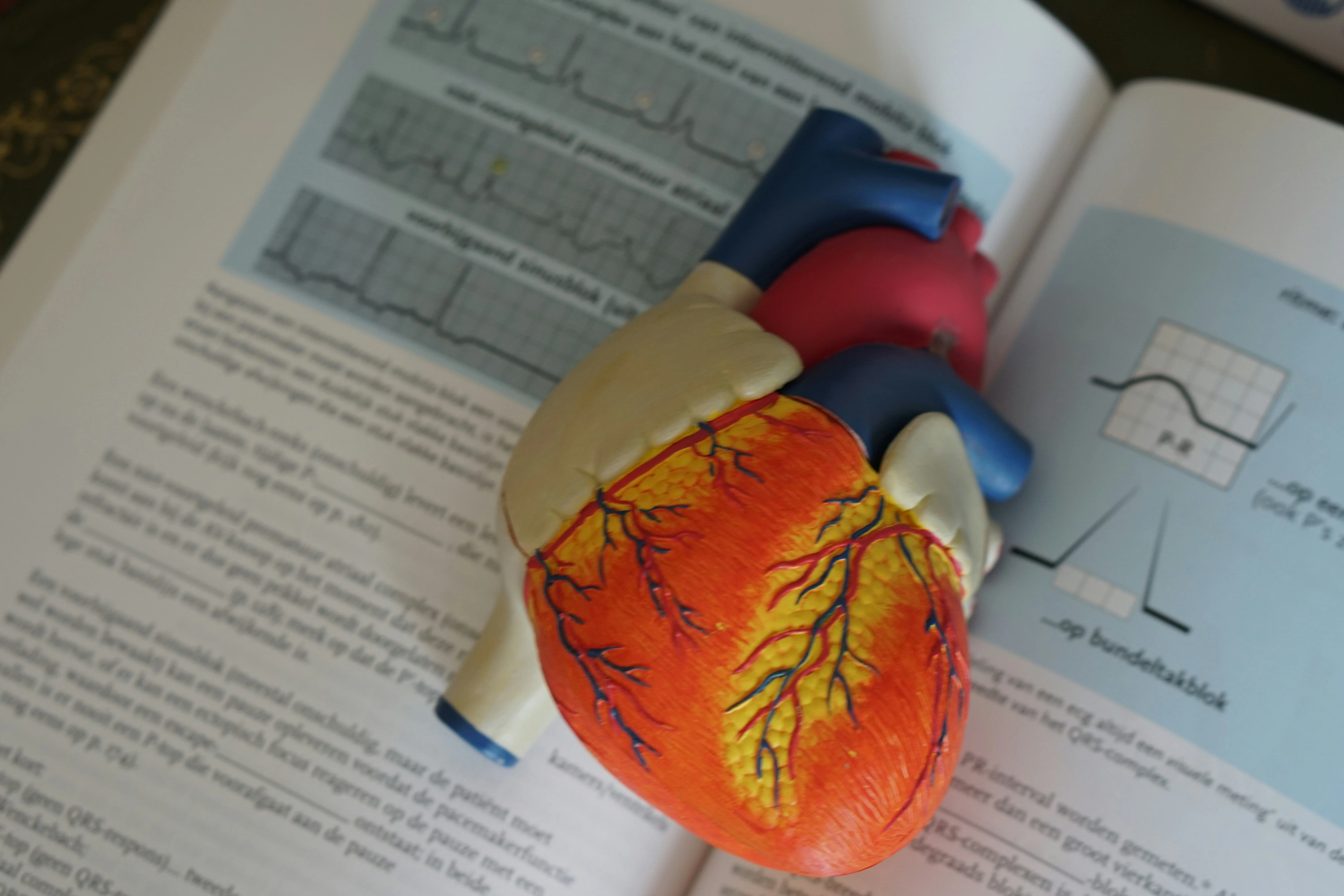 photo of heart model on stack of papers